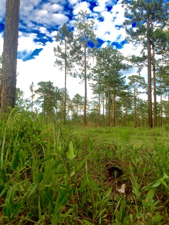 Cottonmouth Snake in the grass, Mouth open and coiled to strikeの写真素材