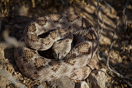 Rattle Snake ready to strike on summer day, forked tongue out, head downの写真素材