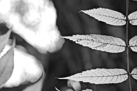 Close up of part of a compound Walnut leaf in Autumn/Fall, black and whiteの写真素材