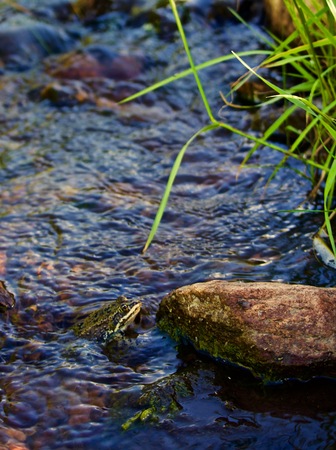 Frog in Small Stream in Montana on Summer dayの写真素材