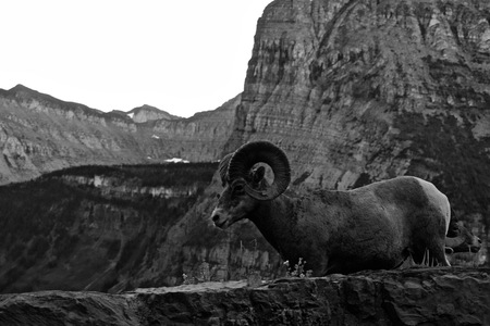 Black and White Landscape of Rocky Mountain Bighorn Sheep in Glacier National Park Overlooking Cliffs and Mountainsの写真素材