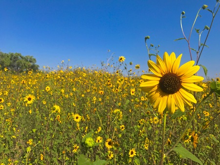 Field of Small Sunflowers in early summer, one flower in the foregroundの写真素材