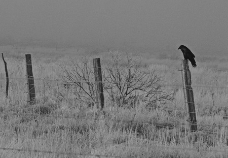 Black and White photo of crow sitting on fence post on the edge of a field on a foggy frosty morningの写真素材