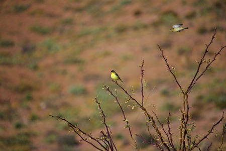 Male and Female Finch sitting and flying around brushの写真素材