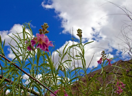 Pink desert willow view from below plant with blue cloudy skies aboveの写真素材