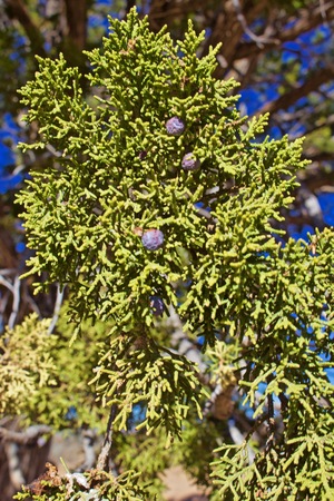 Close up of Juiper Leaves and Berriesの写真素材