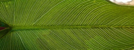 Veins of Green Leaf Visible in Light of Summer Sunsetの写真素材