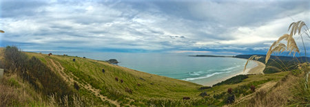 Grazing cows/cattle near the ocean, beach and waves in background, panorama