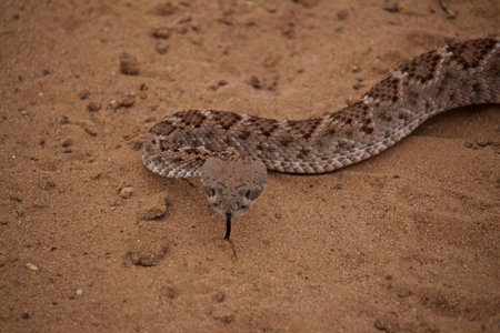 Close Up of Rattle Snake Head Over Sandy Ground