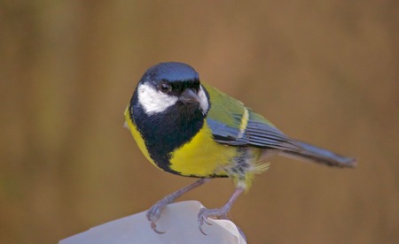 Great Tit Perched on Bird Feeder on Autumn Dayの写真素材