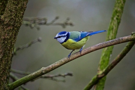Blue Tit Perched on Branch Near Feeder in Autumnの写真素材