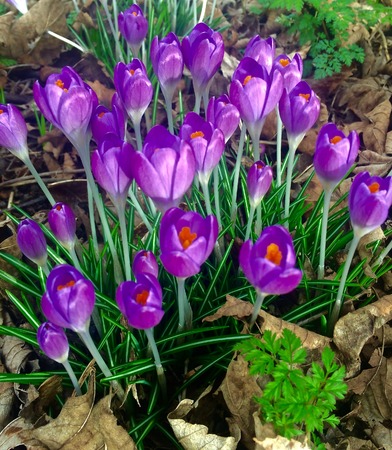 Purple Crocus Flowers Blooming in Early Springの写真素材
