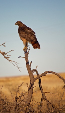 Red Tailed Hawk Perched on Limb of Small Treeの写真素材