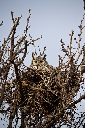 Great Horned Owl Sitting on Nestの写真素材