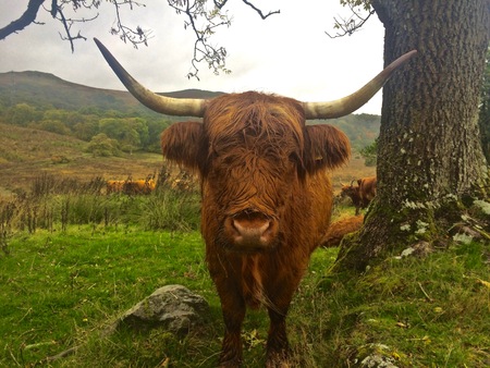 Highland Cattle / Cow Standing at Attention Closeup, Scotland, UKの写真素材