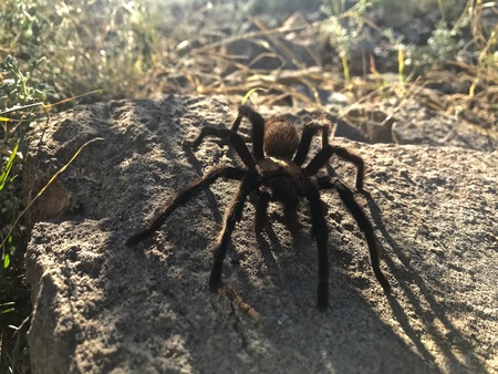 Tarantula on Rock with Shadow From Sunlight Behindの写真素材