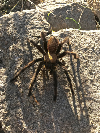 Tarantula on Rock with Shadow From Sunlight Behind