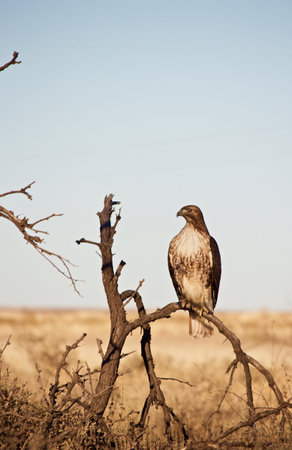 Red Tailed Hawk Perched on Limb of Small Tree