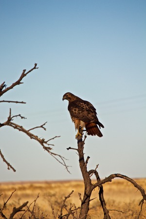 Red Tailed Hawk Perched on Limb of Small Treeの写真素材