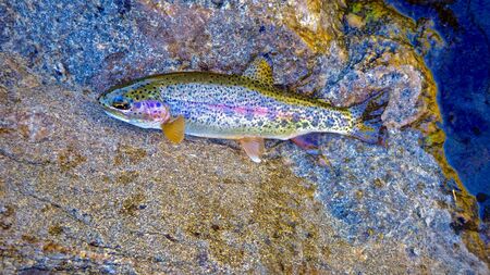 Beautifully Colored Rainbow Trout Laying on Stone on the Waters / Rivers Edgeの写真素材