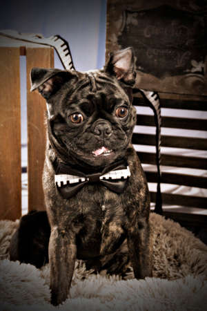 Portrait of a black pug French bulldog mix wearing a black and white piano key bow tie.の写真素材