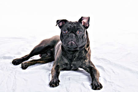 High Key portrait of a black male pug and French Bulldog mix posing for the camera.の写真素材