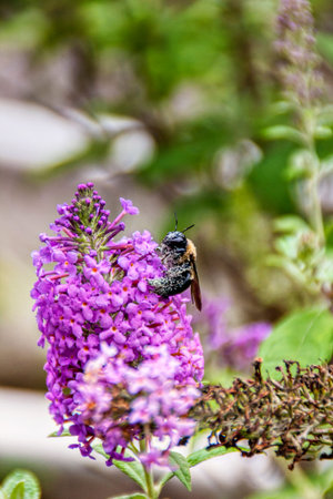 Macro shot of a bumble bee on a purple flower
