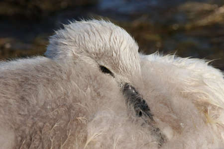 A sleepy baby swan, resting it's head on it's body.の写真素材