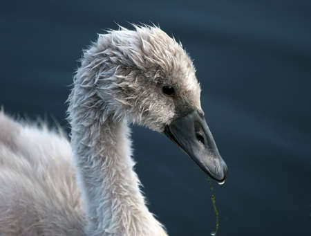 Signet in Profileの写真素材