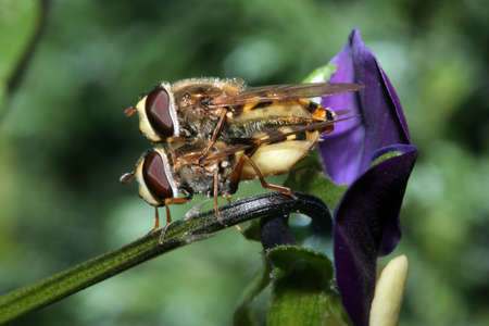 Two hover flies mating on a viola flower, side view.の写真素材