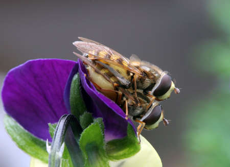 Two hover flies mating on a viola flower, side view.の写真素材