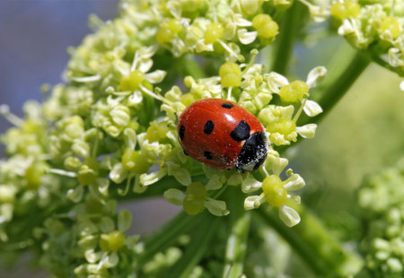 Ladybird on the head of a weed, covered in white pollen dust.