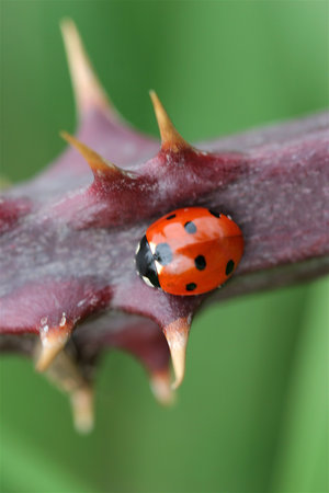 ladybird on bramble thorny branch