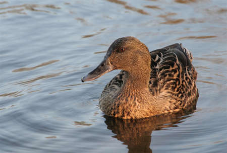 Female duck close up on a calm lakeの写真素材