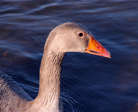 Close up of a Goose in Profile on a lake.の写真素材