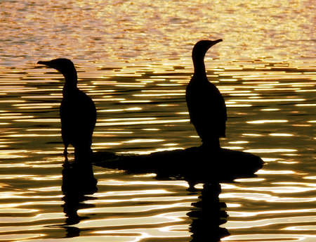 Herons on Golden Lakeの写真素材