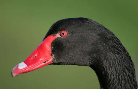 Close up of the head of a black Australian Swan.の写真素材