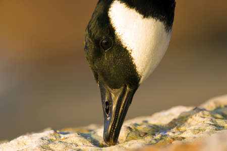Candian Goose eating seeds from a rock. Close up of head profile.の写真素材