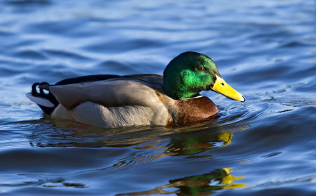 Colorful male mallard duck on deep blue lake, with nice reflections.の写真素材
