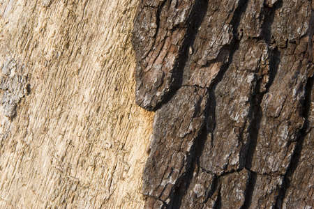 Dark tree bark peeling from the light colored wood of a tree trunk.の写真素材
