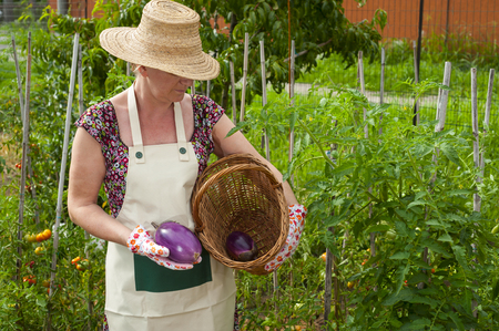 Person showing eggplantsの写真素材