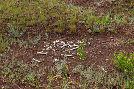cow bones lie on the ground after hunting wolves