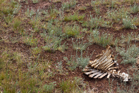 cow bones lie on the ground after hunting wolvesの写真素材