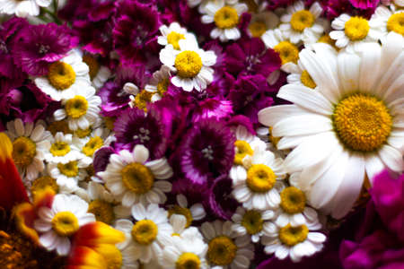 flowers texture for the backgroundの写真素材