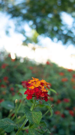 the beautiful nature in a calm afternoon between the mountains and the sunset observing the plants, flowers and landscapesの写真素材