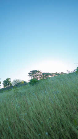 the beautiful nature in a calm afternoon between the mountains and the sunset observing the plants, flowers and landscapesの写真素材