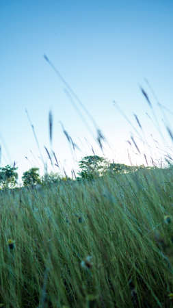 the beautiful nature in a calm afternoon between the mountains and the sunset observing the plants, flowers and landscapesの写真素材