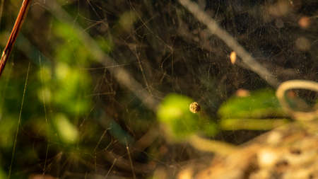 the beautiful nature in a calm afternoon between the mountains and the sunset observing the plants, flowers and landscapesの写真素材