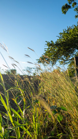 the beautiful nature in a calm afternoon between the mountains and the sunset observing the plants, flowers and landscapesの写真素材