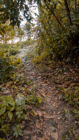 the beautiful nature in a calm afternoon between the mountains and the sunset observing the plants, flowers and landscapesの写真素材